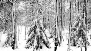 photo of trees black and white print
