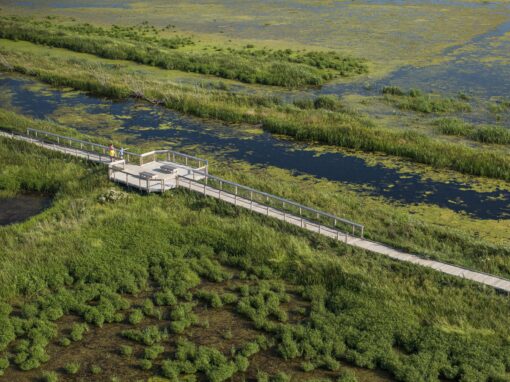 Arcadia Marsh