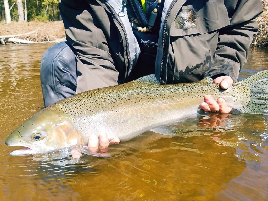 Salmon held in river