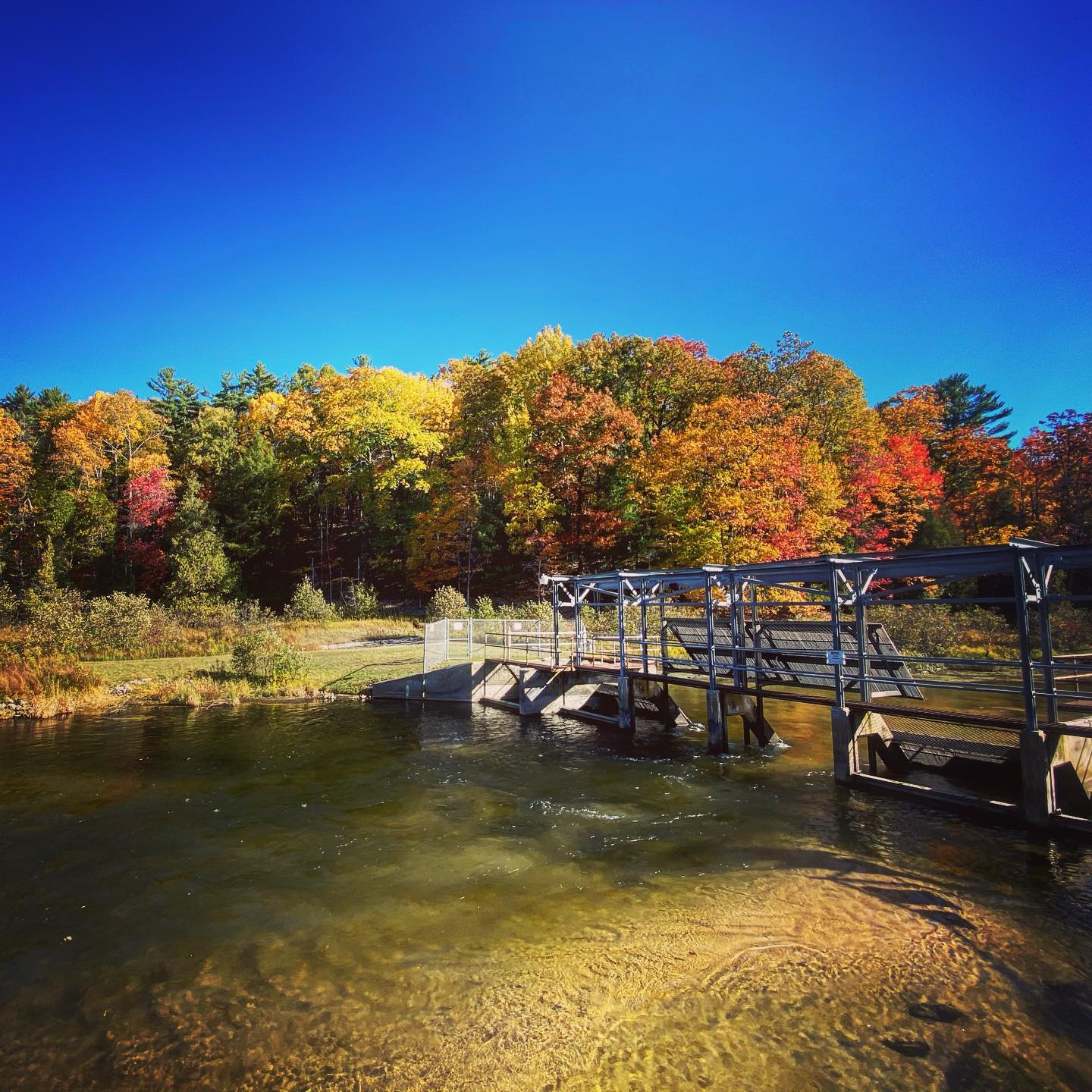 Manistee River Weir